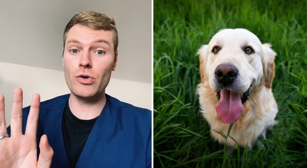 Sono un veterinario, ecco le 5 razze di cani da prendere a occhi ..., image size:1280x701