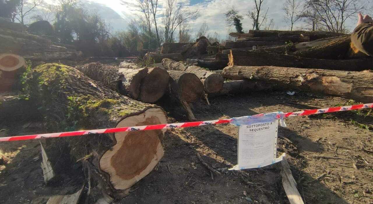 Operaio travolto da una catasta di tronchi mentre taglia gli alberi: morto sul colpo a 48 anni