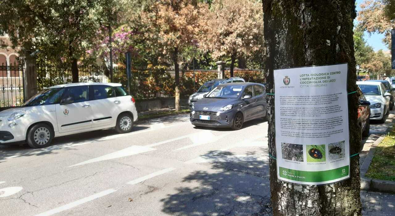 Alberi malati a Santa Bona per curarli usate 4mila coccinelle