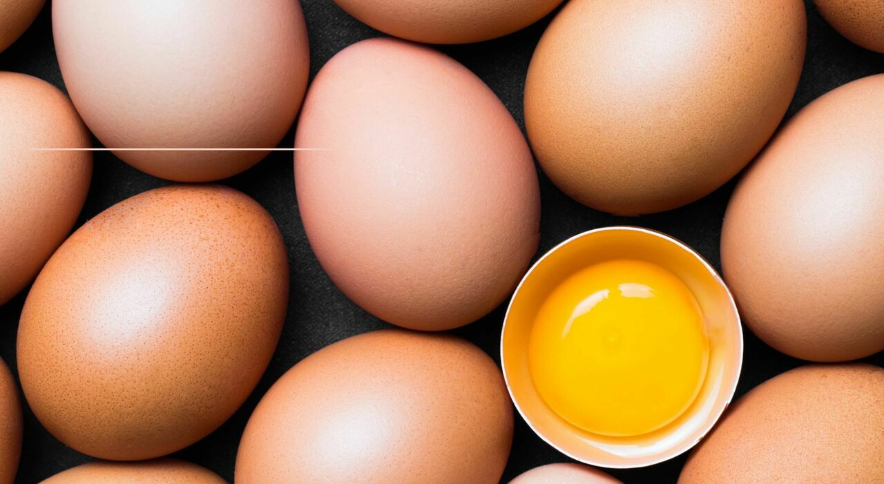 Uova contaminate da salmonella, 28 richiami per diversi marchi