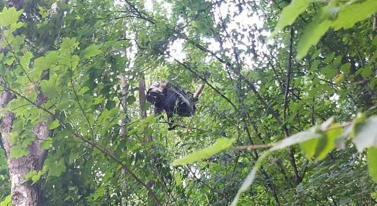 Con il parapendio in balia del vento, si salva impigliandosi a un albero a 5 metri di altezza