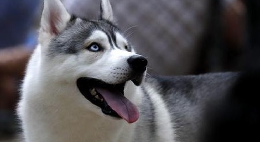 Bimbo di 4 anni si avvicina al recinto per accarezzare un husky