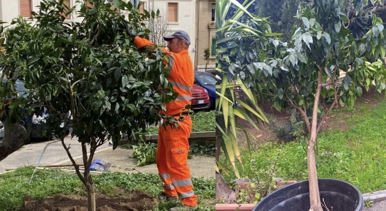 L’abbandono dell’alberello di arancio scomparso da piazza Strozzi nel giardino di un centro anziani