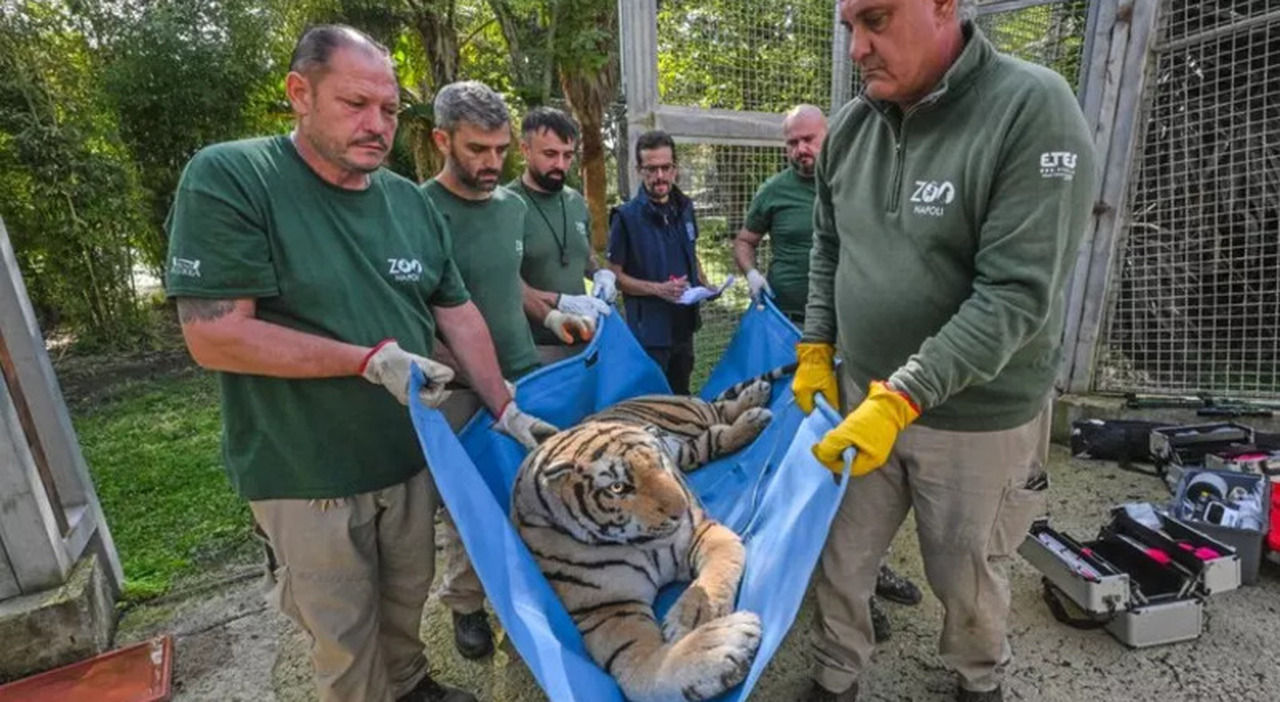 IT Alert Campi Flegrei, prove allo zoo di Napoli: evacuata anche la tigre di peluche dallo zoo