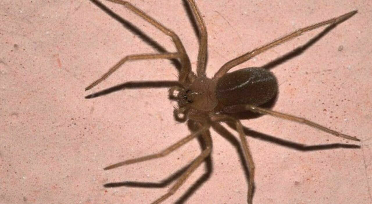 The Mediterranean Recluse Spider: Symptoms, Identification, and First Aid