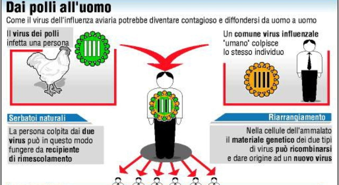 Influenza aviaria in un gatto a Bologna, come è avvenuto il contagio e quali sono i rischi