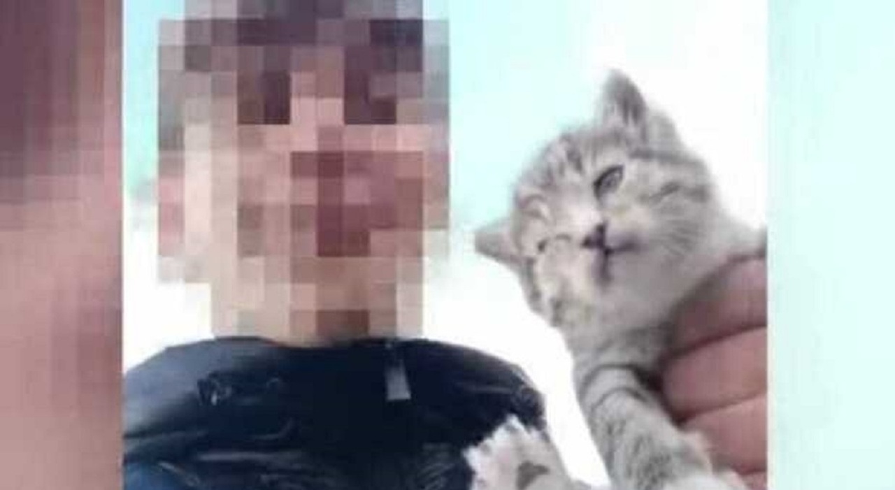 Getta un gattino in un dirupo e posta il video su TikTok. Poi si  giustifica: «Tanto era malato»