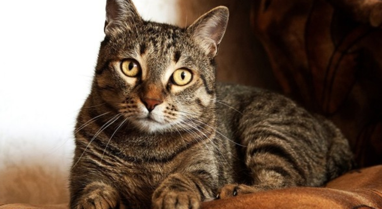 Crueldad contra los animales: encuentran un gato muerto por petardos en Roma