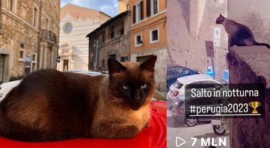 Filippo, il gatto influencer di Perugia che spopola su Instagram. Un successo che fa milioni di visualizzazioni e attira i turisti