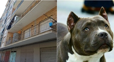 Bambina sbranata e uccisa dal pitbull ad Acerra, la piccola si chiamava  Giulia: la mamma era