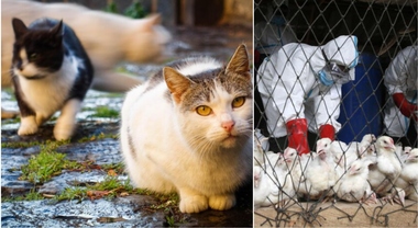 Influenza aviaria, cresce l'epidemia negli allevamenti degli Usa: 3 gatti risultati positivi