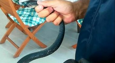 Gatto eroe si sacrifica per proteggere due bambini: così Arthur li ha  salvati da un serpente velenoso