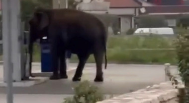 Un elefante nella stazione di servizio: è scappato dal circo. Video