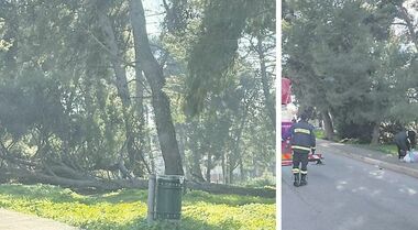 Cade un grosso albero, tragedia sfiorata vicino alle bancarelle del mercato. Esplode la rabbia degli ambulanti