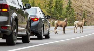 Asaps, nel 2025 oltre duecento incidenti stradali con animali coinvolti. Gli eventi hanno causato 14 morti e 238 feriti