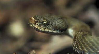 La vipera si nasconde nello zaino e lo morde al collo, 50enne in rianimazione: salvato dal siero