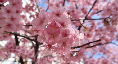 Fioritura ciliegi in Italia 2023: come celebrare l'Hanami anche