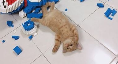 Il gatto distrugge Doraemon fatto con 2 mila pezzi di Lego - Animali