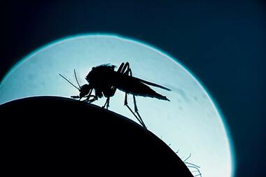 La zanzara della malaria in Italia dopo 50 anni. «Innalziamo i controlli»