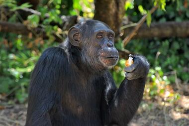 Bingo, lo scimpanzè con l’insonnia guarito al Bioparco dopo 20 anni di cure