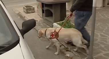 Roma, è vietato impedire l'ingresso in negozi e bar ai non vedenti accompagnati dai cani guida, parte una campagna di civiltà