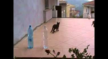 Una bottiglia d'acqua per allontanare i gatti dalle piante: ecco