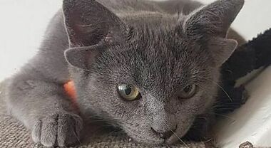 La gattina con 4 orecchie è già una star: su Instagram ha 40mila