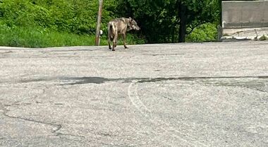 PUPPBUDD Togli Peli Animali Domestici - AbruzzoNews24