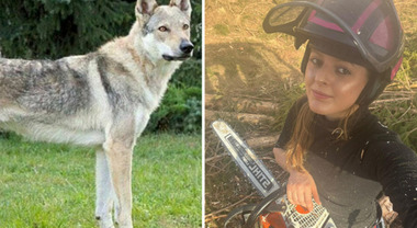 Ragazza si ritrova faccia a faccia con un lupo: «Ero a due metri,  paralizzata dal, image size:380x208