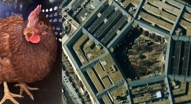 Una gallina "penetra" nell'area di sicurezza del Pentagono: la foto è virale