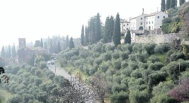 ASOLO Cambiamenti climatici nell asolano la produzione di olive