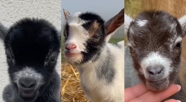 Tutti pazzi per le mini capre: il nuovo animale da compagnia spopola in Francia