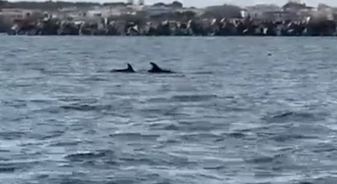Due delfini giocano in mare: il video registrato nel Salento è virale