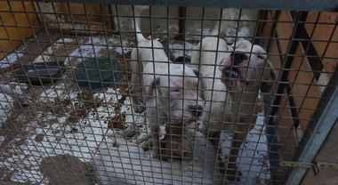 Viterbo invasa da feci di cane