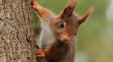 Animali troppo umanizzati. Lo scienziato avverte: «Non viziamoli, è un  errore»