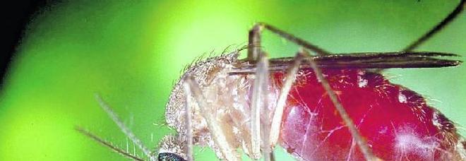 West Nile, 2 morti e quattro malati Panico per il virus West Nile, 2 morti e quattro malati Panico per il virus