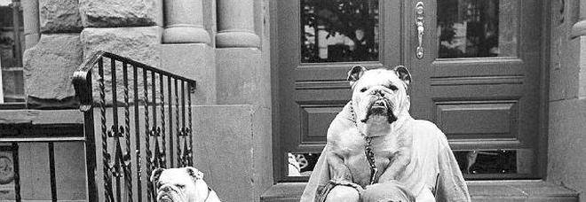 Erwitt passione da cani Erwitt passione da cani