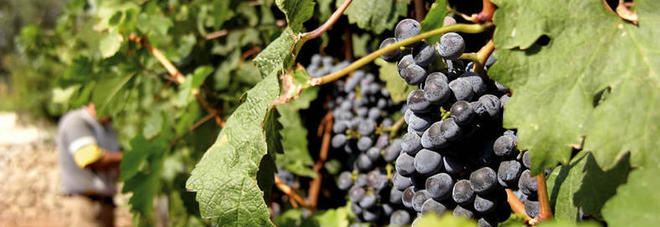 "Nero del Salento", il negroamaro sbarca nella Capitale "Nero del Salento", il negroamaro sbarca nella Capitale