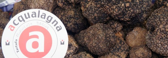 Ad Acqualagna la festa
raddoppia: è tempo
di tartufo nero pregiato