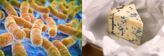 Scozia, bimbo mangia il 'formaggio blu' e muore: Escherichia coli