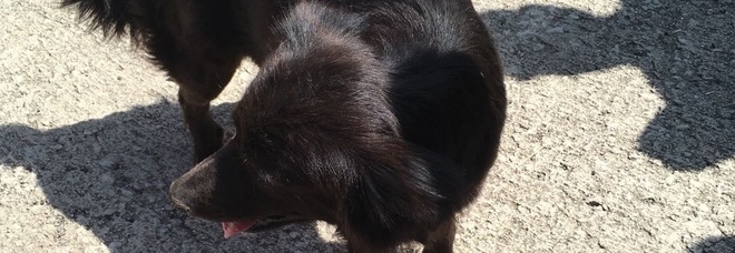 Cane di una donna infetta positivo al virus: sarà messo in quarantena