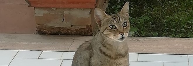 Gatta "impazzita" tiene la sua padrona prigioniera in cucina per due giorni: la donna salvata dai vicini