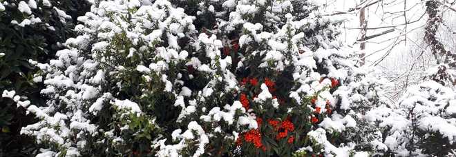 Una delle belle immagini della nevicata inviateci dai nostri lettori (Questa è di Pamela Mello)