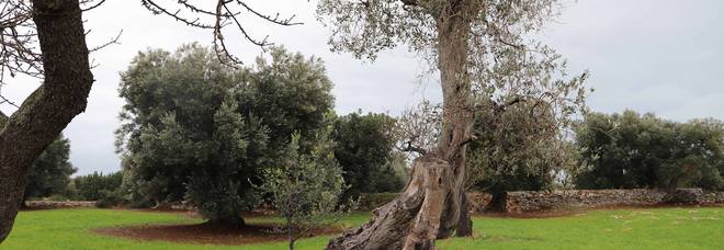 Xylella, contro-inchiesta della procura di Bari. Albero a Monopoli sequestrato, ma come corpo del reato: «Legittimo l'abbattimento» Xylella, contro-inchiesta della procura di Bari. Albero a Monopoli sequestrato, ma come corpo del reato: «Legittimo l'abbattimento»