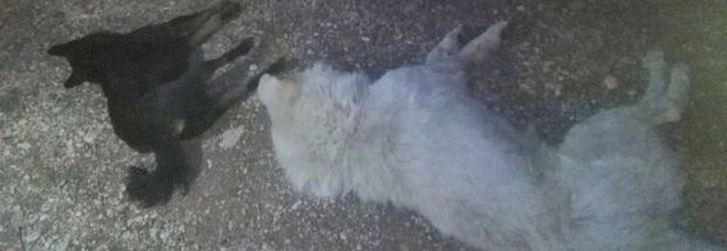 Nove cani da pastore abruzzese avvelenati con la stricnina, 10 minuti di convulsioni Nove cani da pastore abruzzese avvelenati con la stricnina, 10 minuti di convulsioni