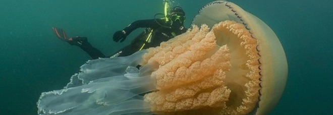 Medusa gigante avvistata in mare: «Grande quanto un uomo»