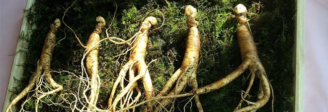 Tè al ginseng, un rimedio utile contro obesità e dolori mestruali. Ecco le altre proprietà benefiche