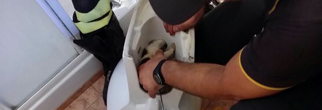 Rieti, i vigili del fuoco smontano un lavandino per liberare gattino che vi era rimasto prigioniero Rieti, i vigili del fuoco smontano un lavandino per liberare gattino che vi era rimasto prigioniero
