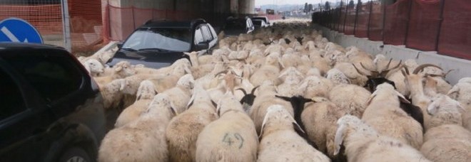 Traffico a passo di gregge
lungo la strada per l'Ikea