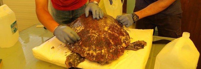 Curata e salvata, la tartaruga ferita da un'elica torna in mare
Curata e salvata, la tartaruga ferita da un'elica torna in mare